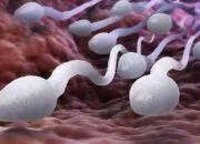 Sperma, Mahluk Hidup Atau Sekedar Kurir Informasi?