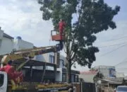 Gerak Cepat Tim Ranger DLHK Depok Antisipasi Pohon Tumbang
