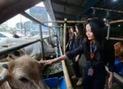 Penampilan SPG Hewan Qurban di Depok