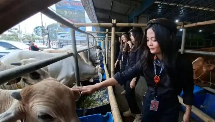 Penampilan SPG Hewan Qurban di Depok