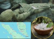 Pohon Kamper, Bahan Pengawet Mumi yang Terancam Punah Digerus Sawit