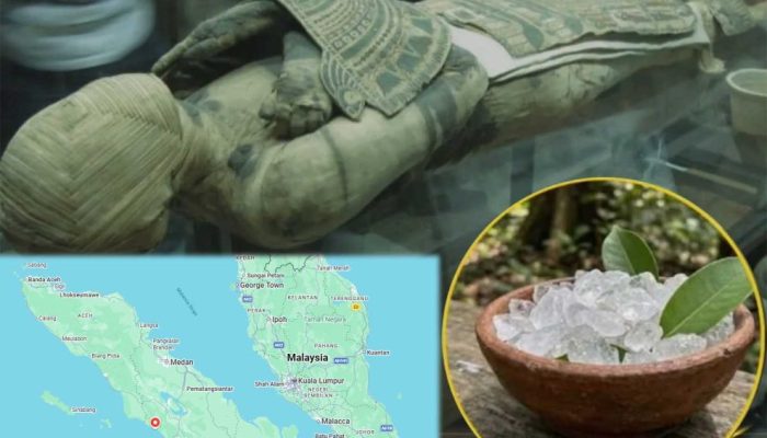 Pohon Kamper, Bahan Pengawet Mumi yang Terancam Punah Digerus Sawit