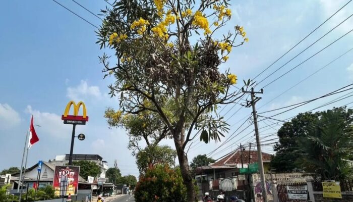 Pohon Tabebuya, Estetik Baru Jalanan Kota Depok